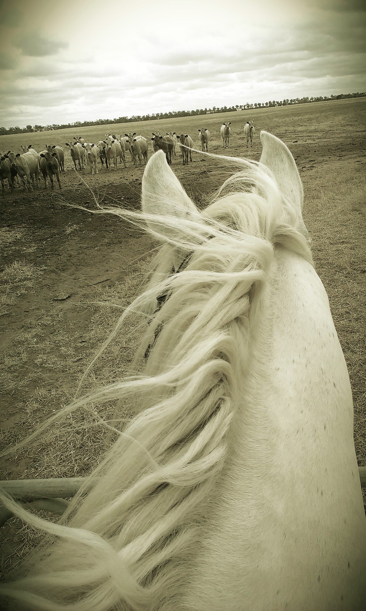 Exploring the roads around Donald, it had been some time since Percy had seen cattle.