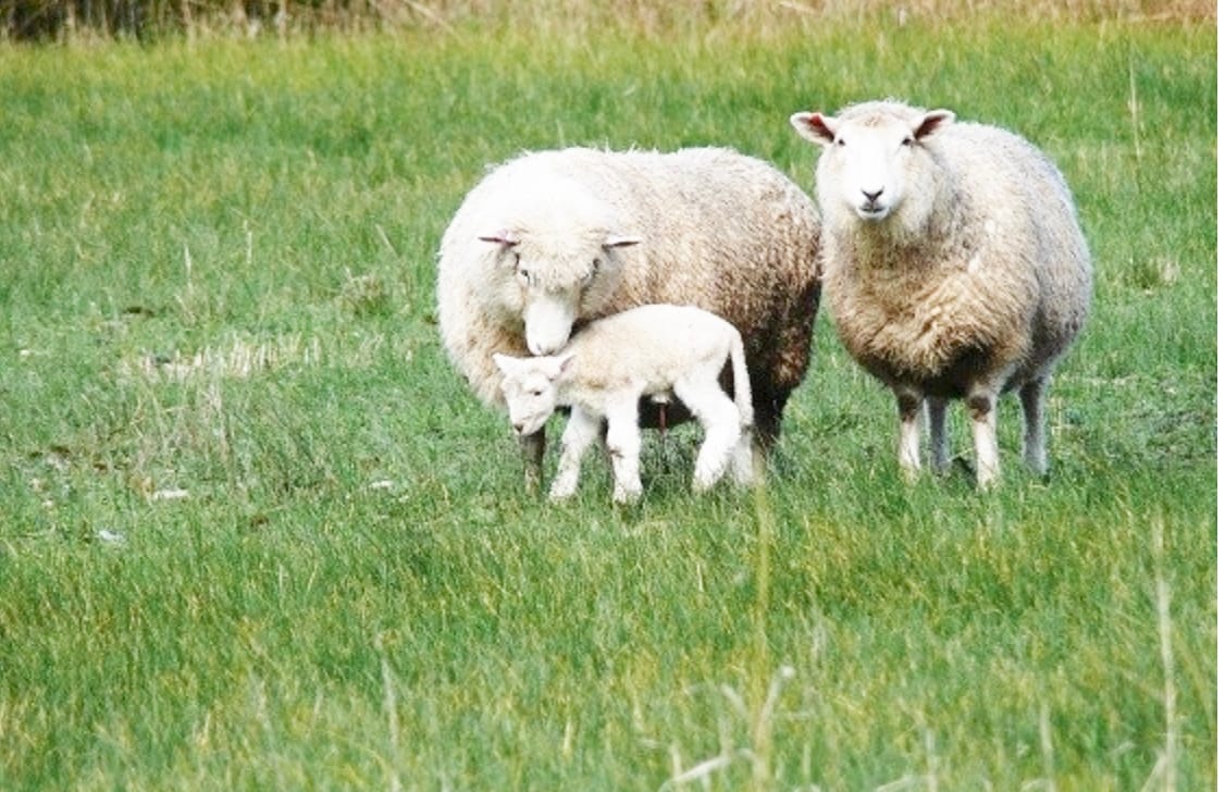 Listeriosis Cases On the Rise in Sheep