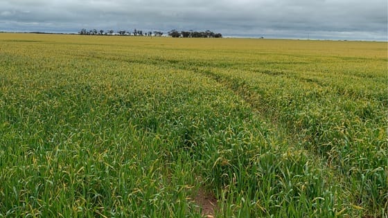 Get on Top of Stripe Rust