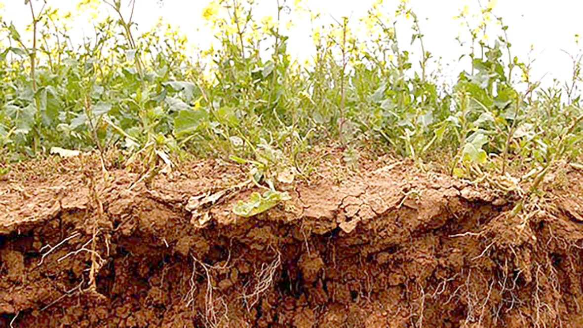 Which Crop Types Best for High Strength Soils?
