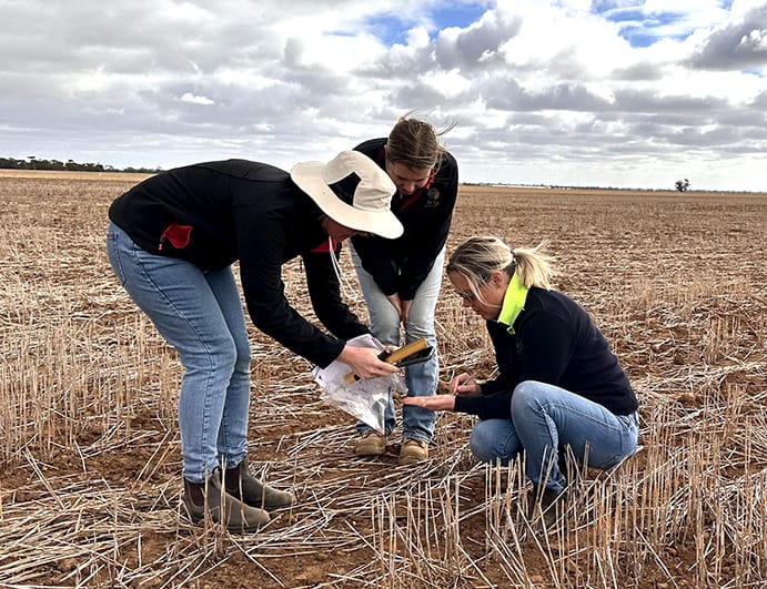 Seedling Survival in Marginal Moisture