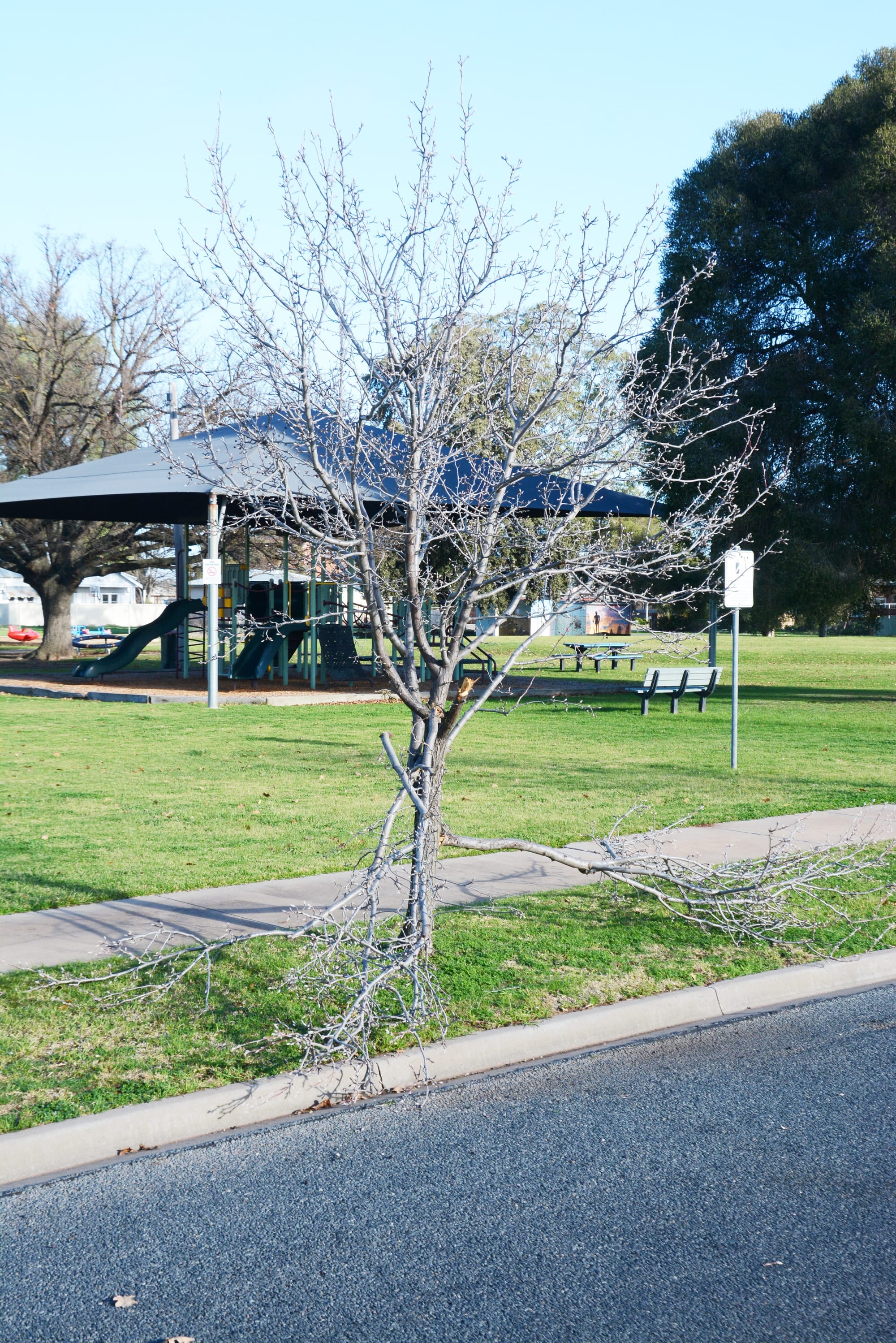 An established tree in Houston Street, showing the scars from the weekend’s vandalism.