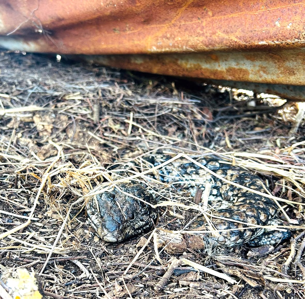 “Gather and Work” on Mount Wycheproof