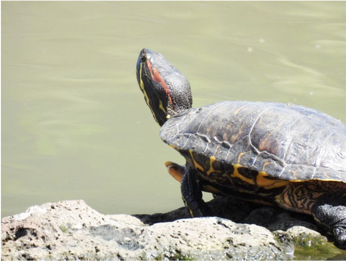 Exotic Slider Turtle Caught Red Handed