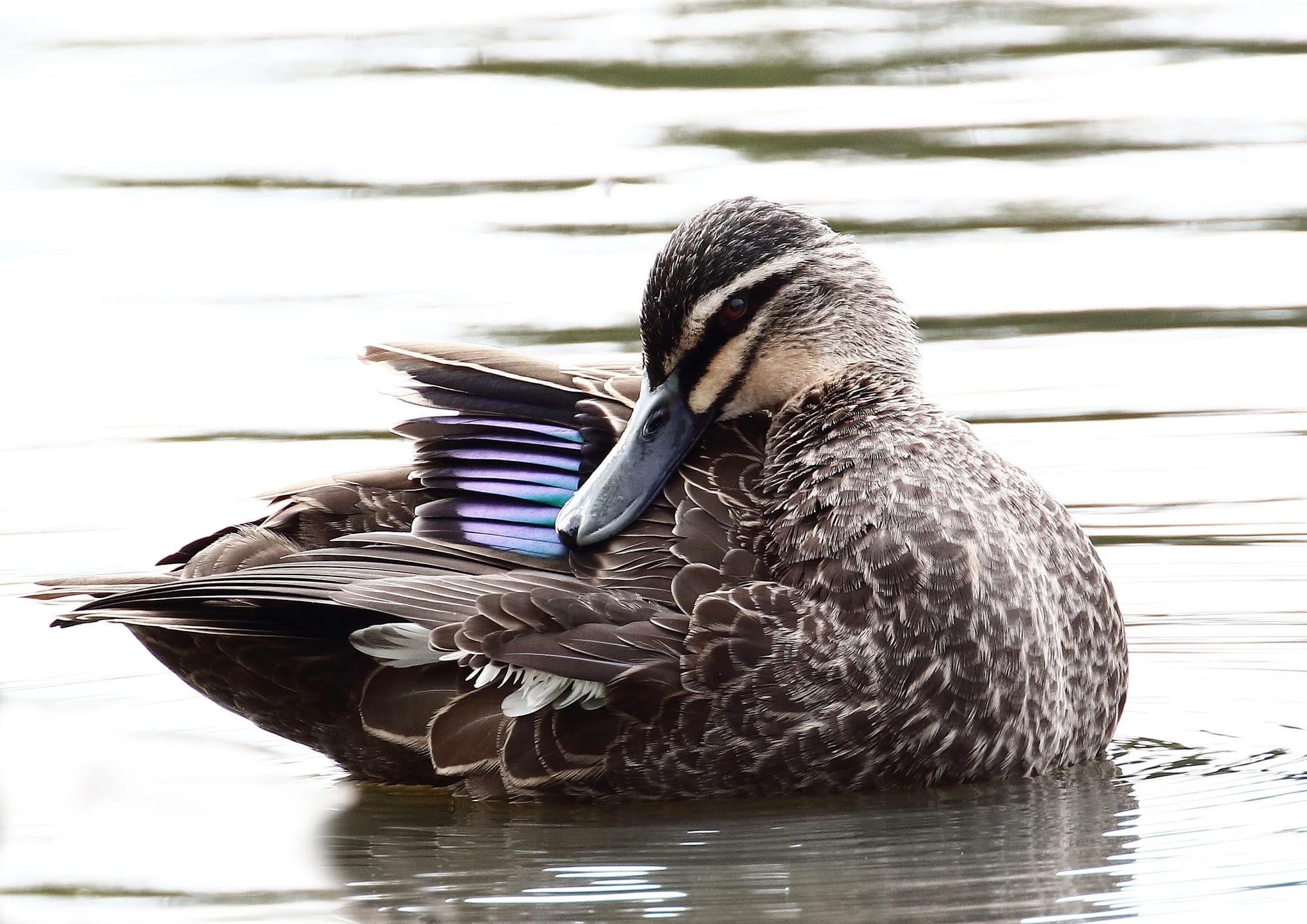 A Better Way for Buloke