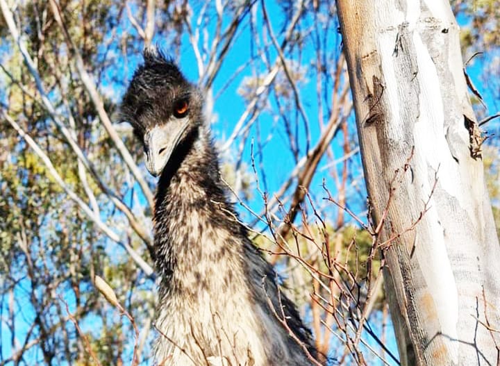 What’s in the Future for Mount Wycheproof’s Emus?