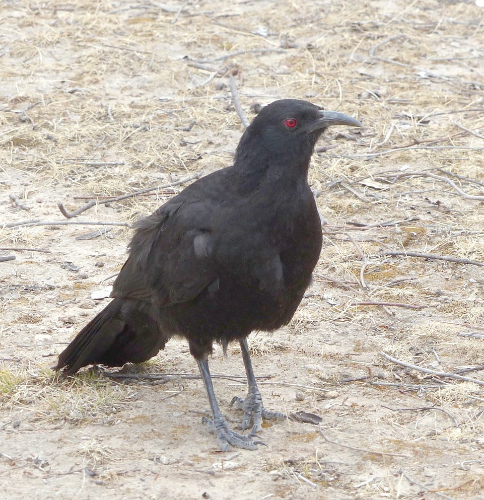 Nature Notes: St. Arnaud’s “Almost” Bird-of-Paradise