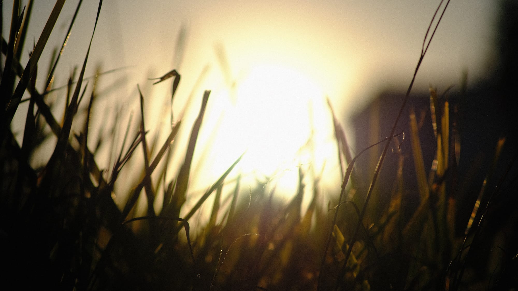 Wetlands Closed to Hunting