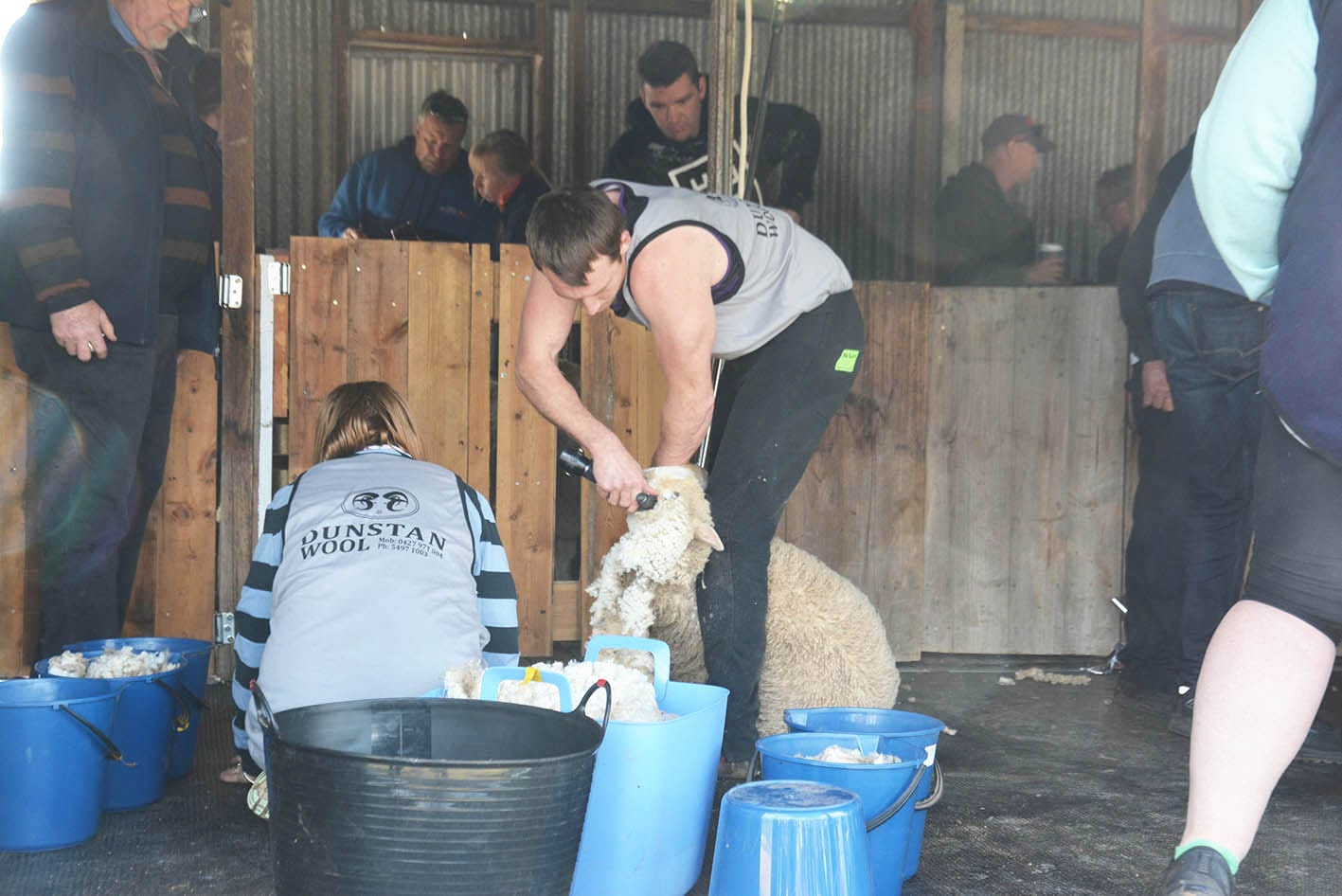 One of Australia’s leading shearers, Sam Mackrill, in action at the Donald Show.