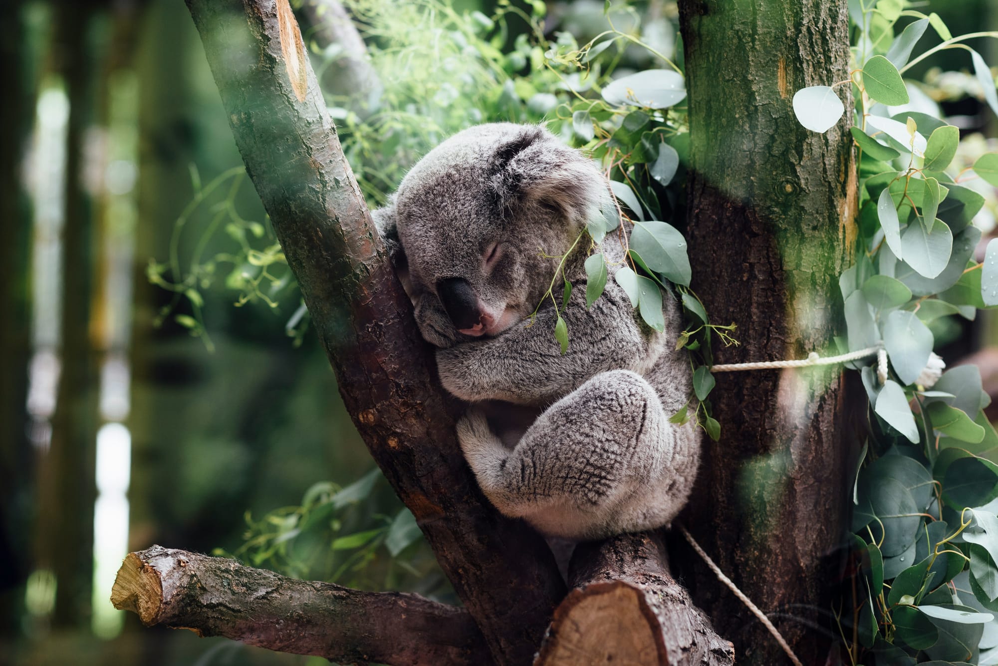 Dr. Bob Brown Signs on for Koala March