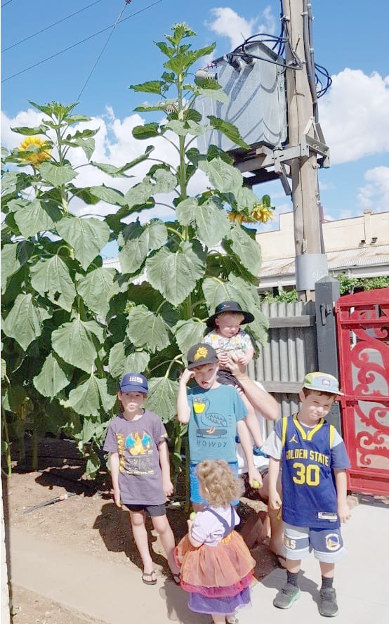 Sunflower Spectacular