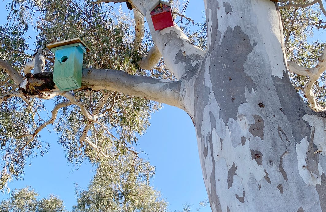 Parrots observed in Donald, just a day following installation undertaking an inspection of the new real estate, likely bidding over who gets the corner nest with the best view!