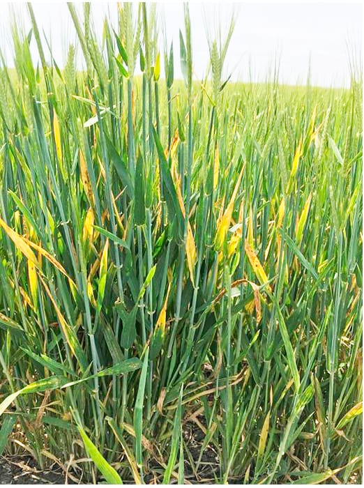 Yellow Dwarf Virus Rise in Cereal Crops
