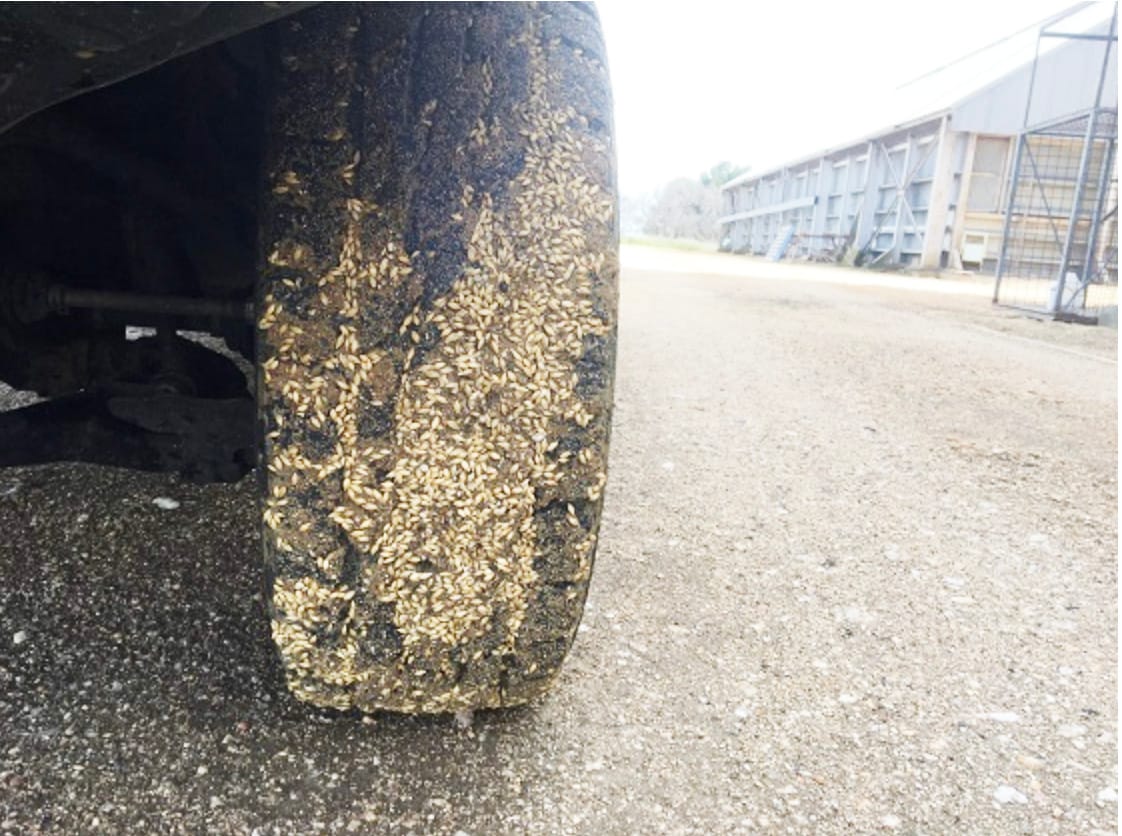 Lock Down Pests, Weeds and Diseases This Harvest