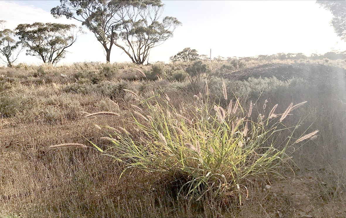 High-Tech Tool Stops Weeds Dead