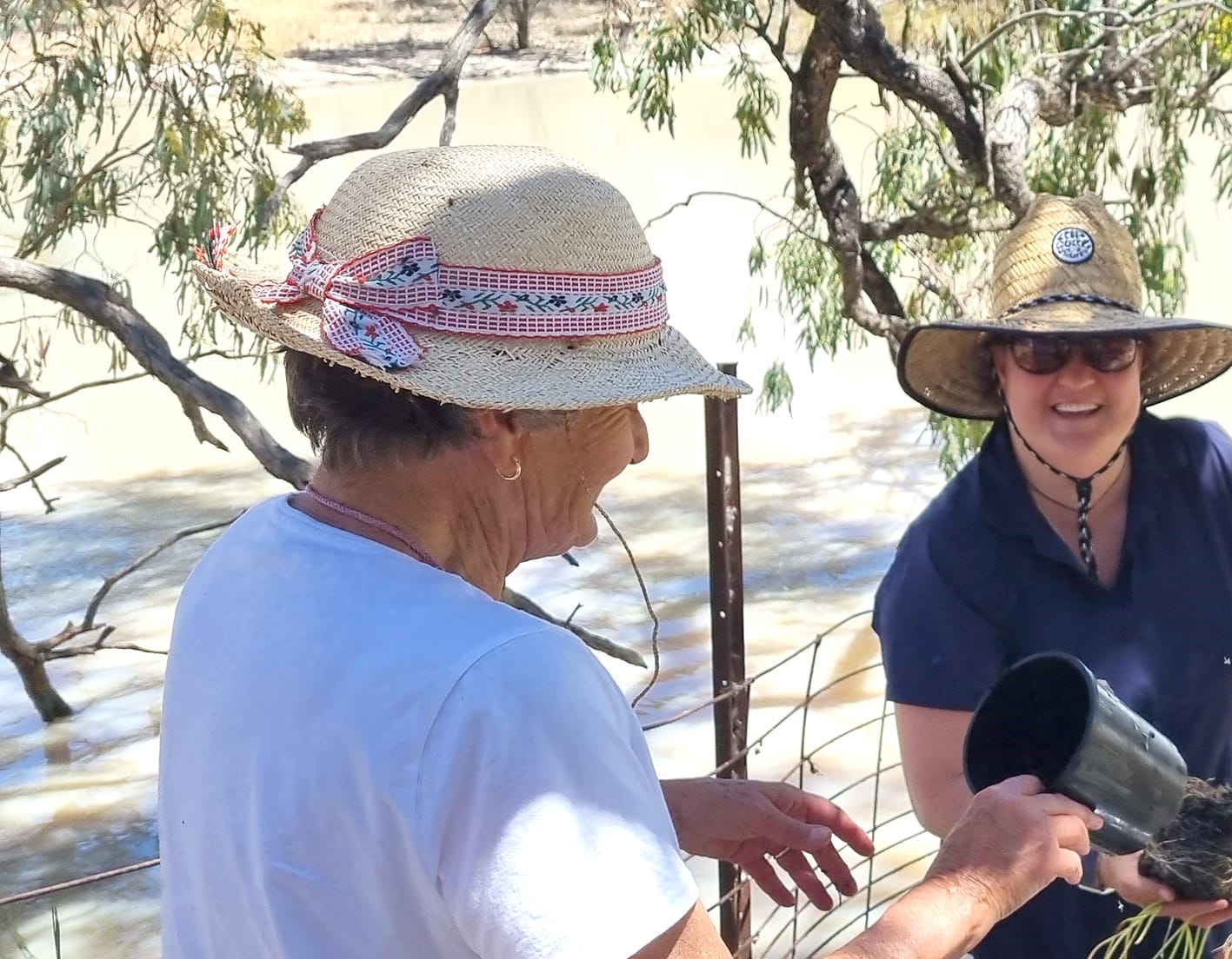 Nature Notes: Marbled Marshwort Warriors