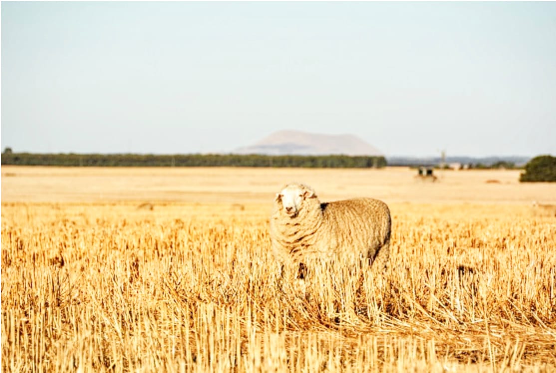 Wimmera Workshop on Soil and Stubble Management