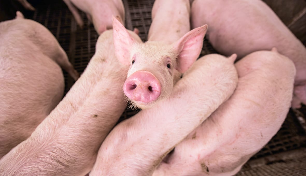 Hands-on help for pig owners