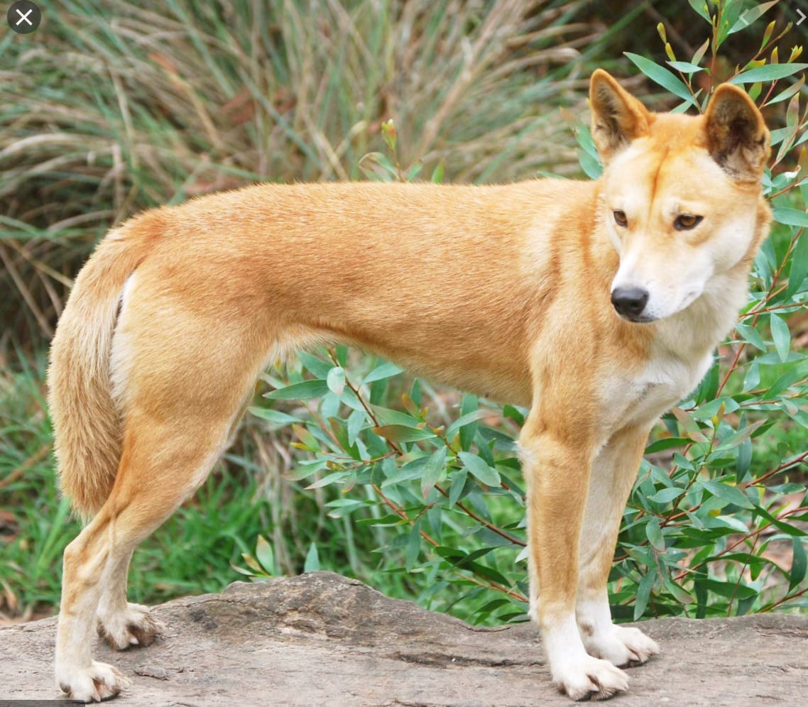 Dingo Danger in the Grampians