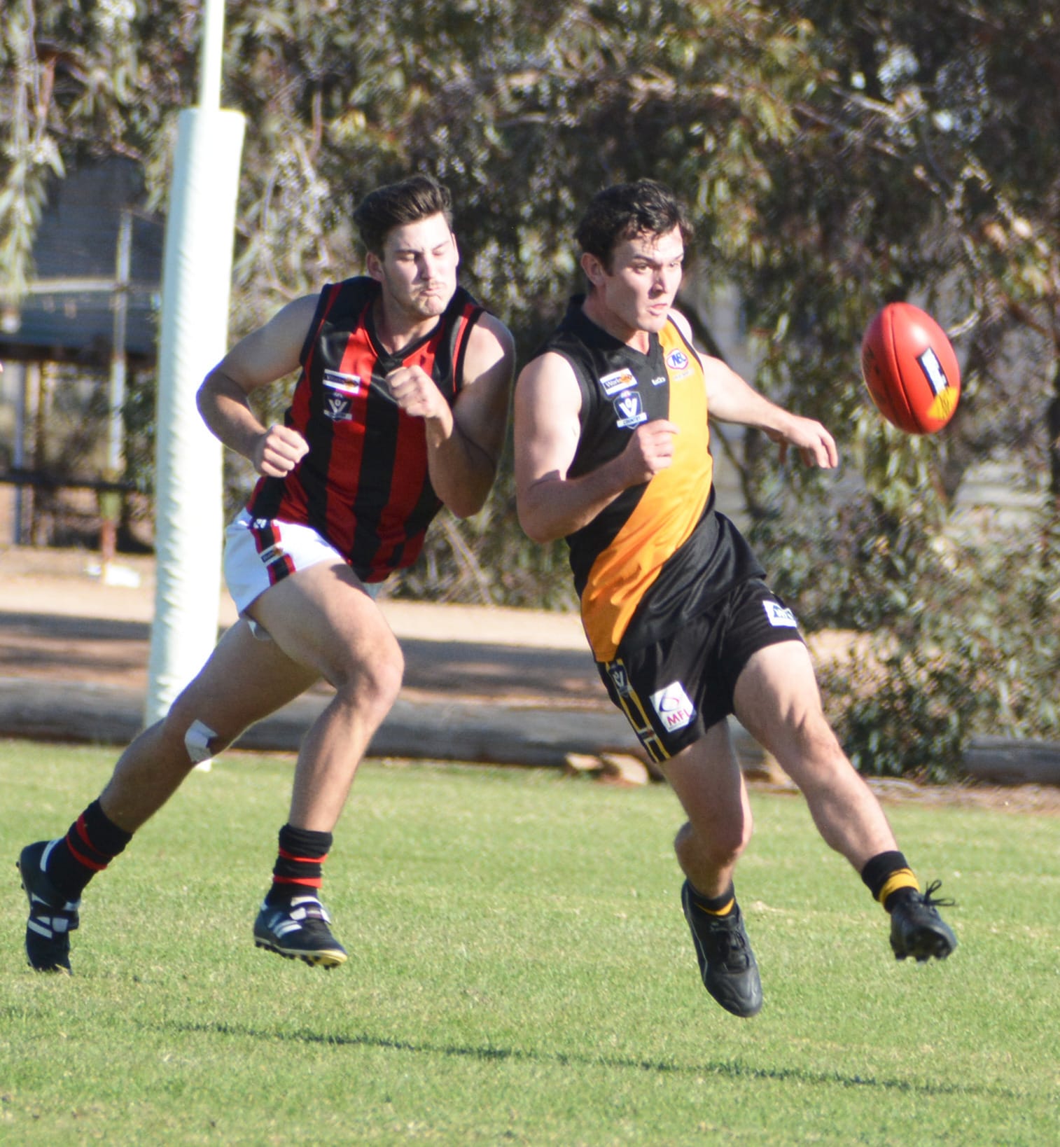 Tigers Rule the Roost