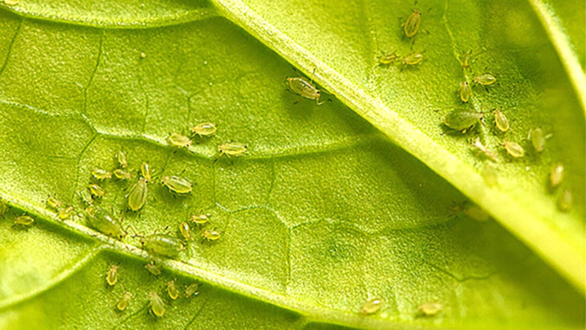 IPM Checklist Released