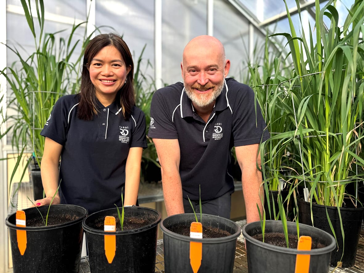 Emerging Markets for Low-Oil Oats