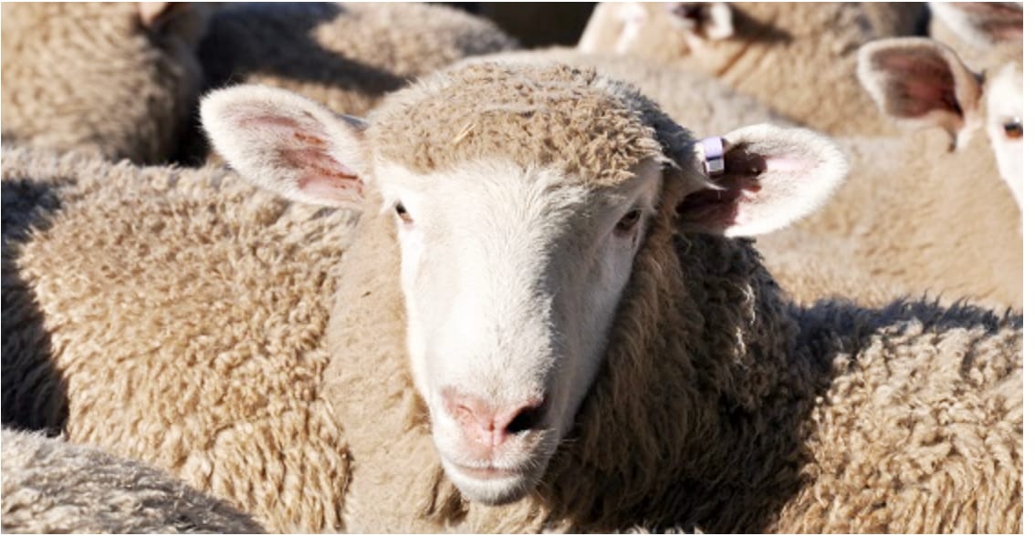 Fly Strike and Seed Contamination . . . Sheep Producers Urged to be on the Front Foot