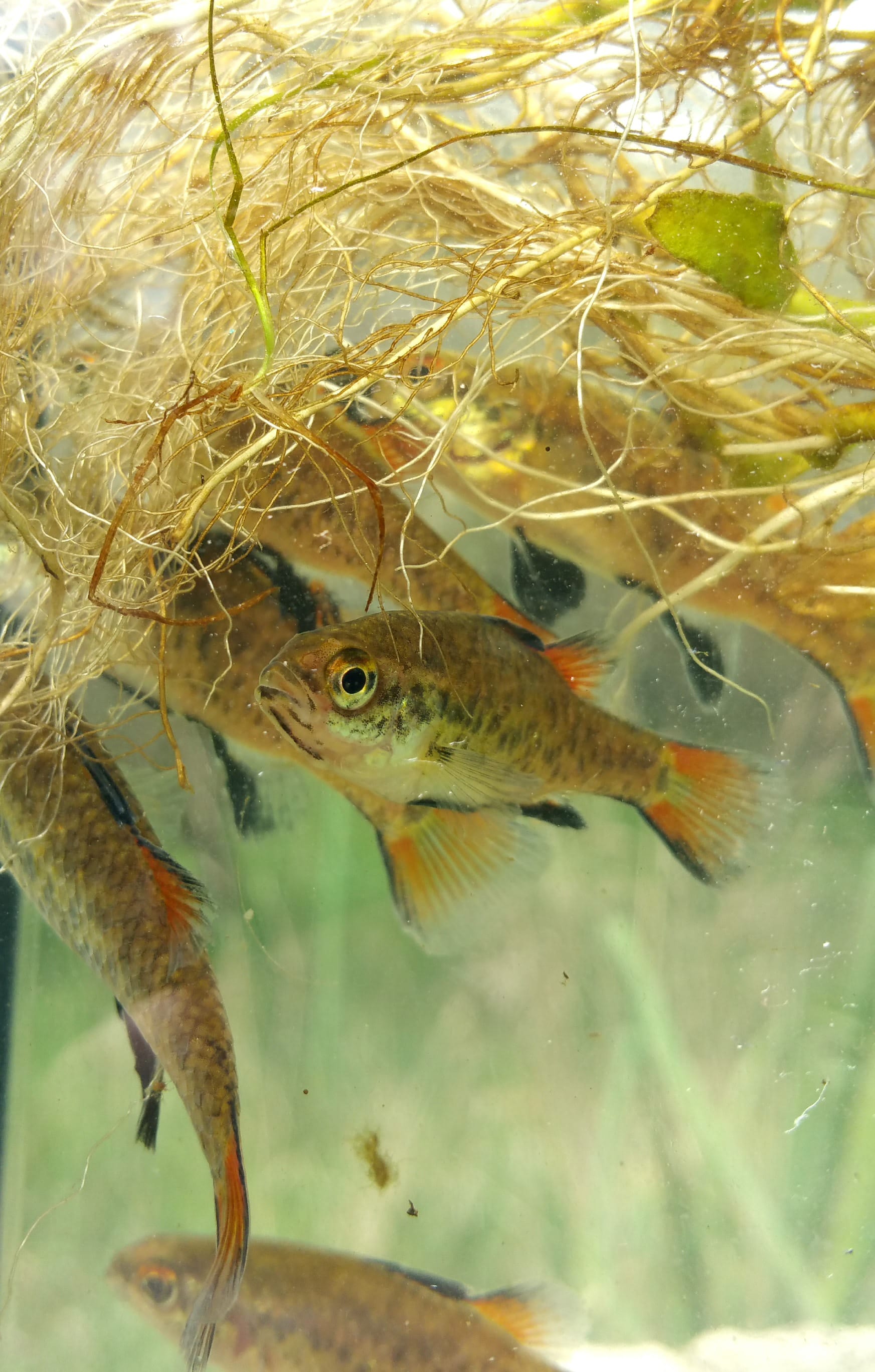 Pygs are Flying – Thanks to Team Effort