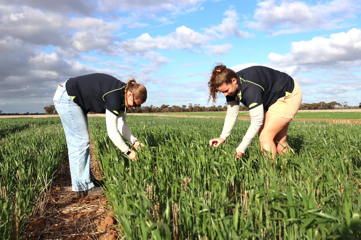 To Guide Grower Decisions at BCG Main Field Day: Latest Variety Trial Data
