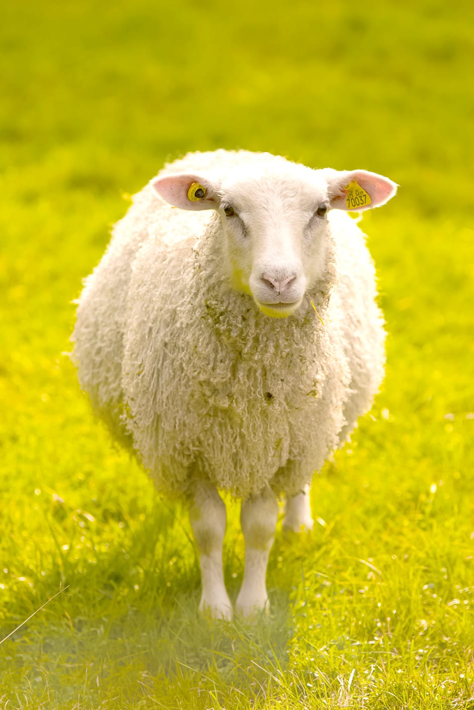 WoolPoll Information Now Available