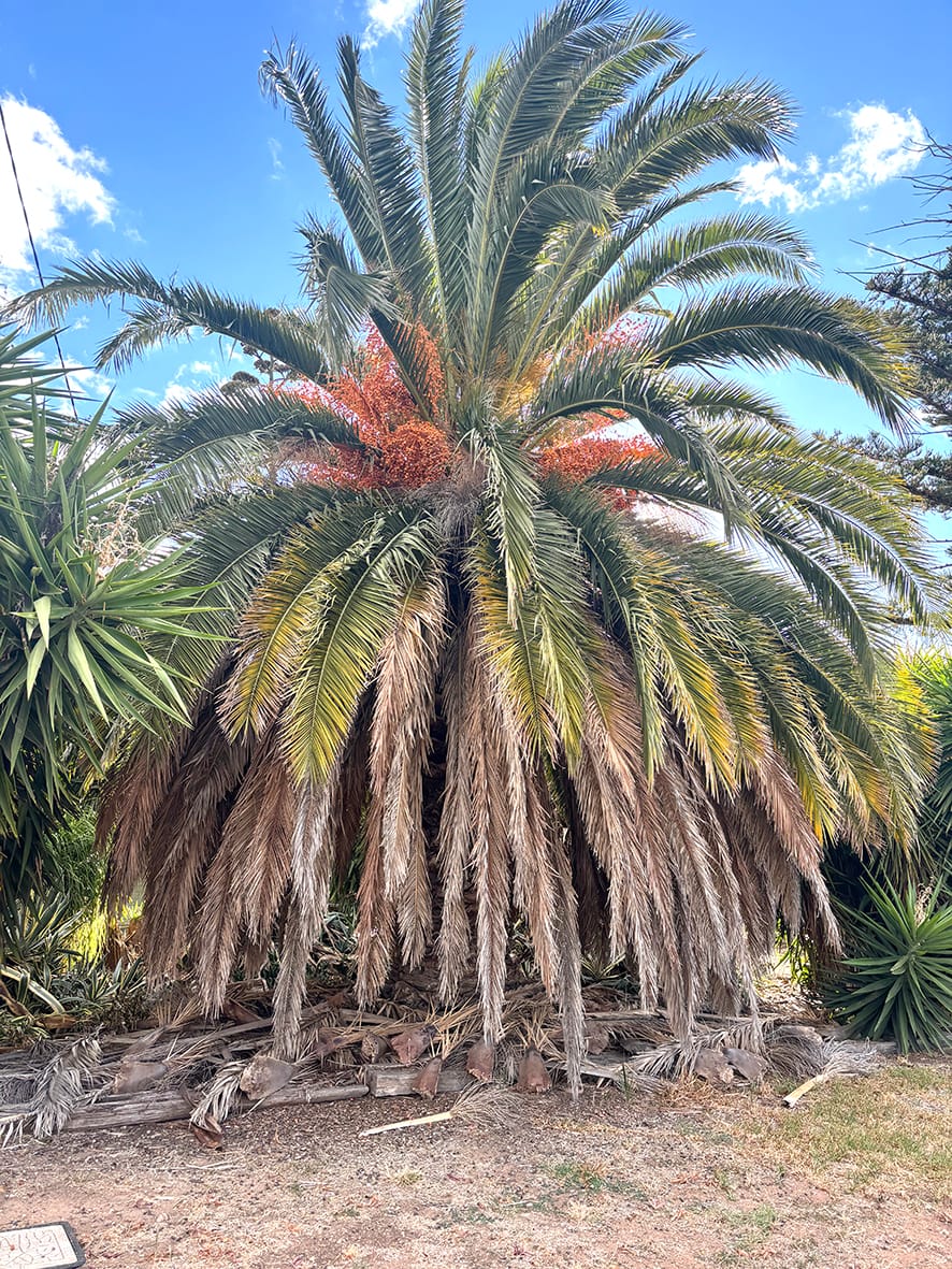 Birchip’s Trees – Part 2: More On a “Shady” History