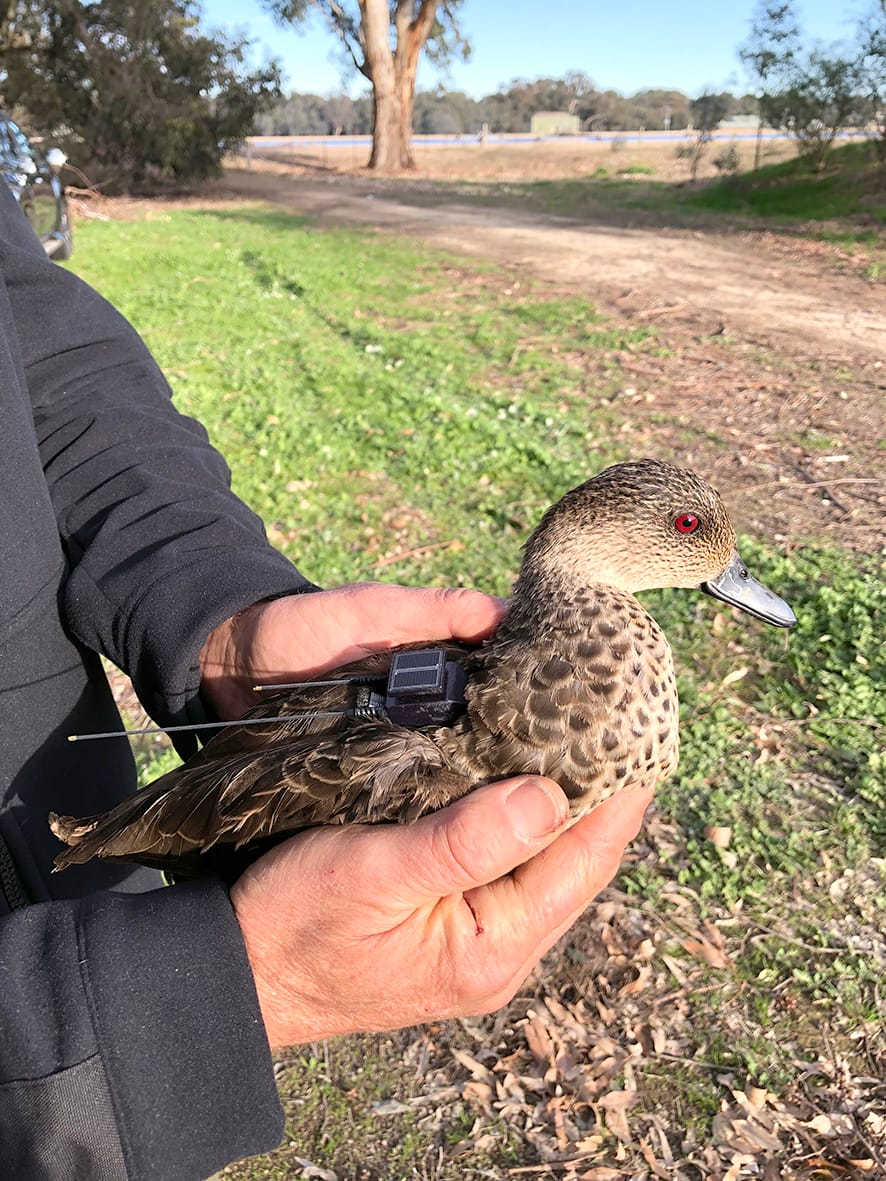 Duck Tracking Research  Project Takes Flight