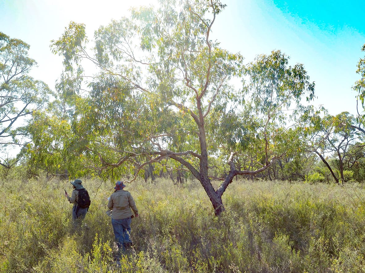 Endangered Birds’ Future? – You Can Bank On It!