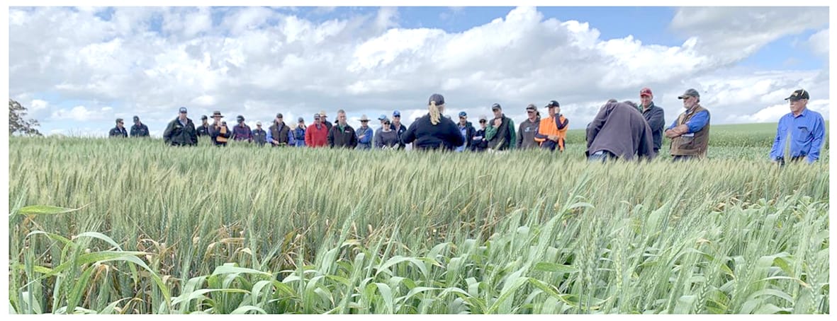 Out-of-the-box solutions wanted: GRDC seeks proposals through Grain Adopt