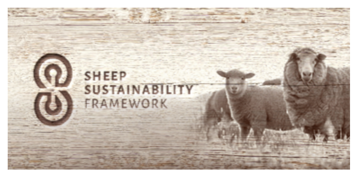 Sheep Sustainability: Progress, Challenges and Evolution