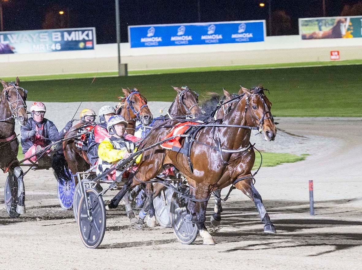 The Bulls are Running at Birchip