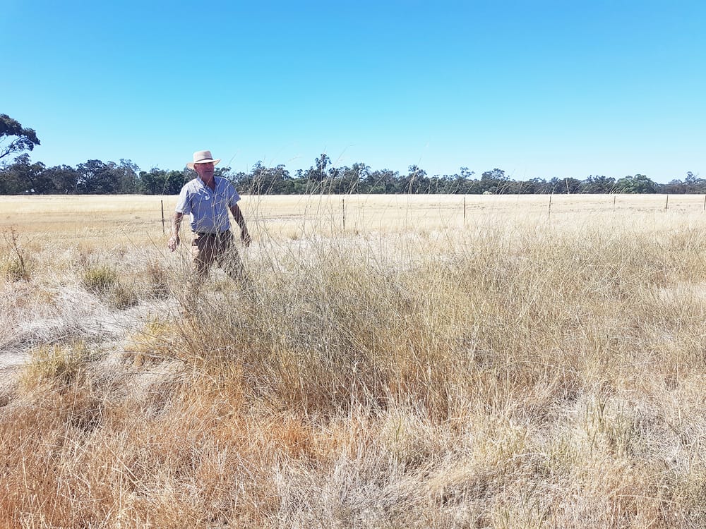 Thatch Grass Returning to Lake Buloke post image