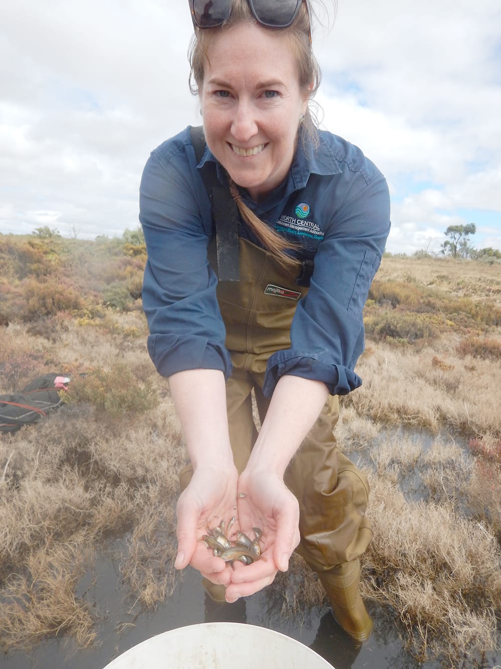 A Big Hardyhead Start for Critically Endangered Fish post image