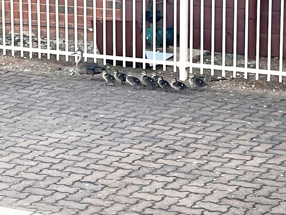 Woods Street Wanderers post image