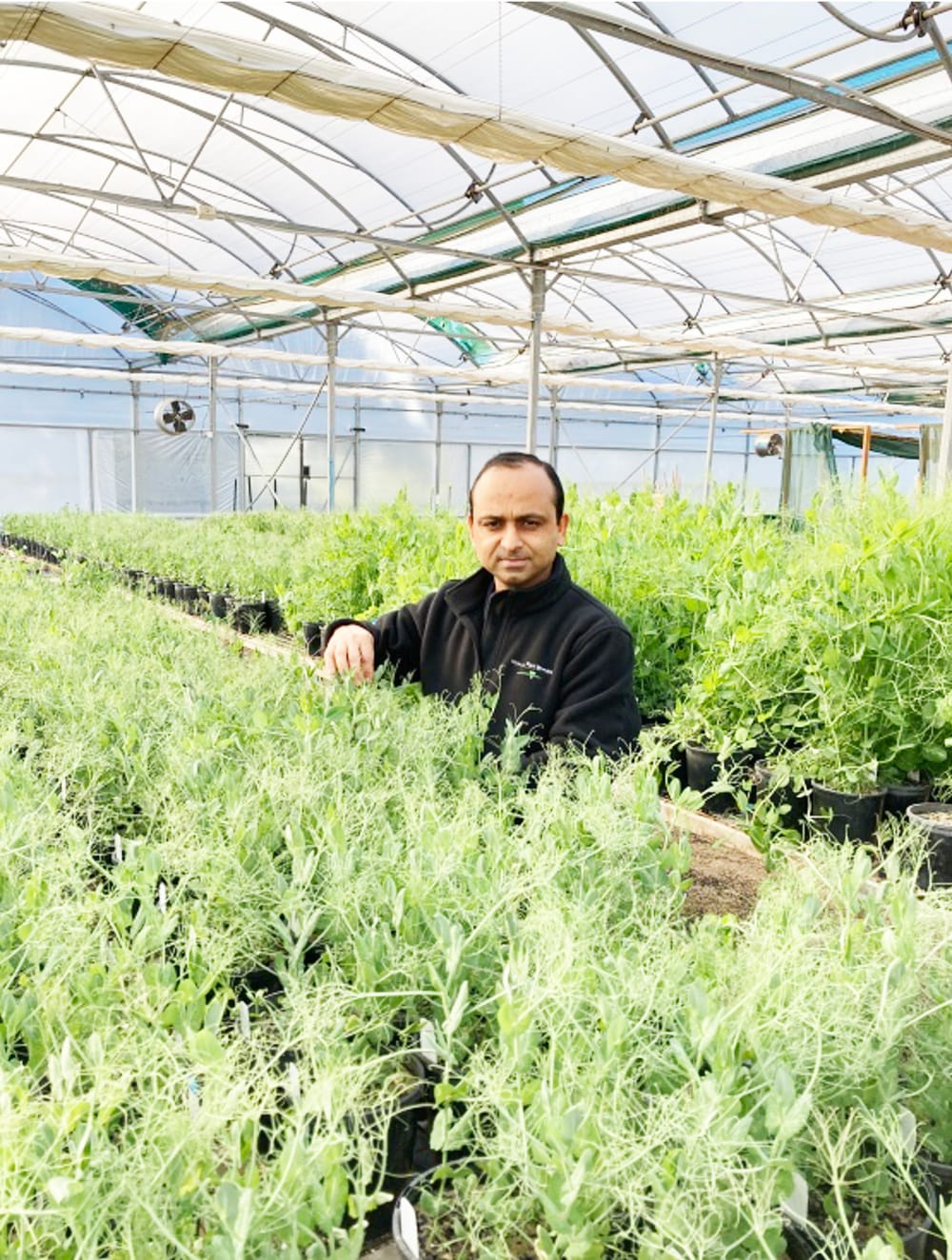 New Pea Varieties post image