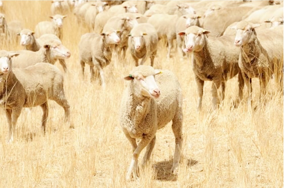 Meeting Nutritional Needs of Sheep Grazing Stubble post image