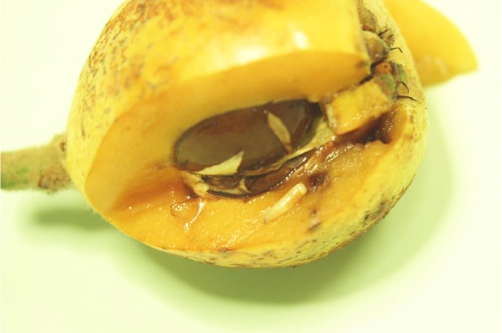 Check Home-Grown Fruit and Veggies for Maggots post image