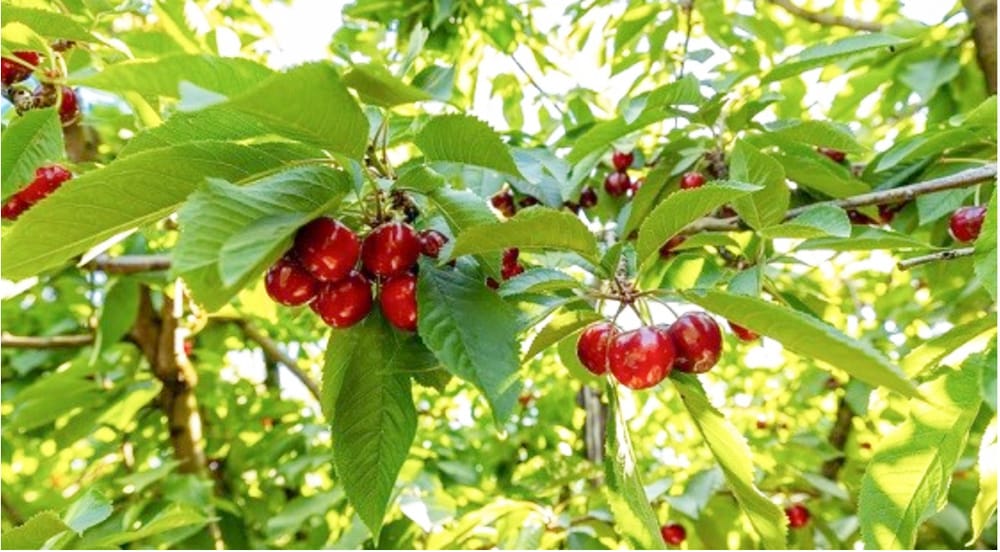 Workforce Support is the Cherry on Top for Farmers post image