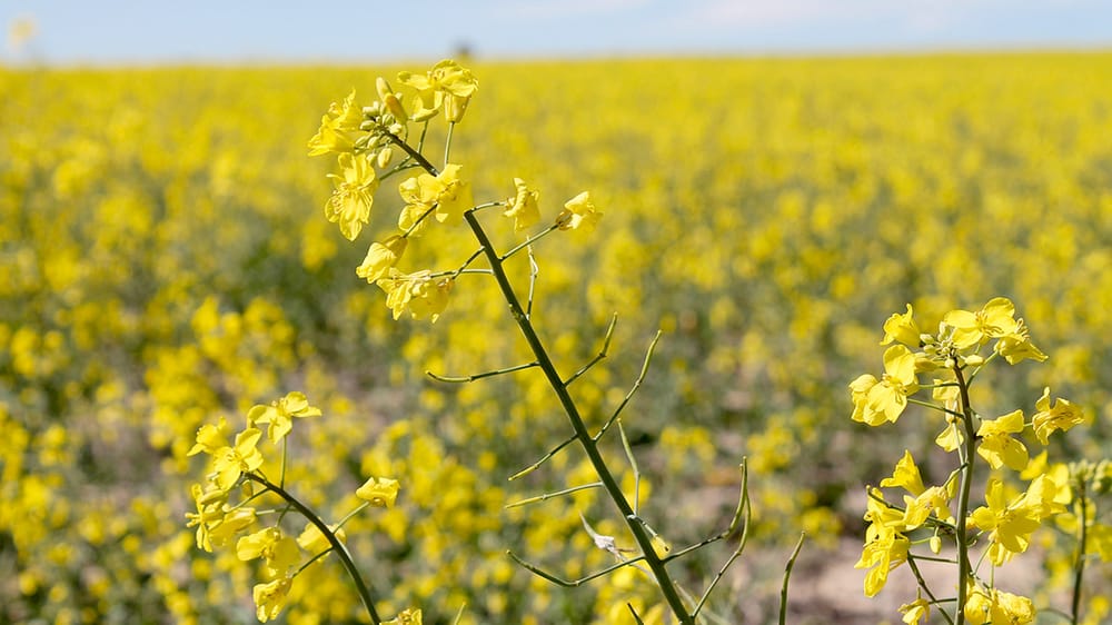$8 Million Project for Canola Establishment post image