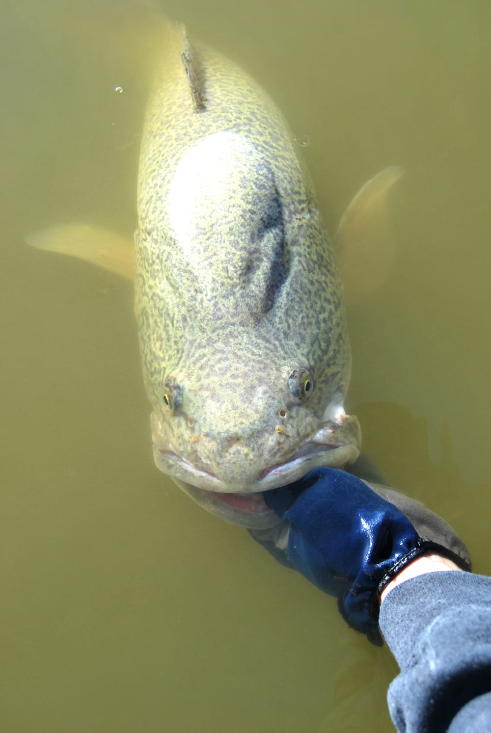 Murray Cod Season Opens This Weekend post image
