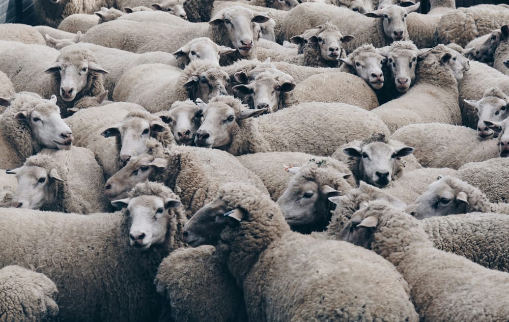 Live Sheep Export Legislation Passes Australian Parliament post image