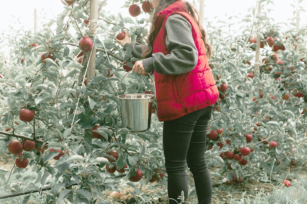 Shortcutting Fruit Fly Control with Dwarf Trees post image