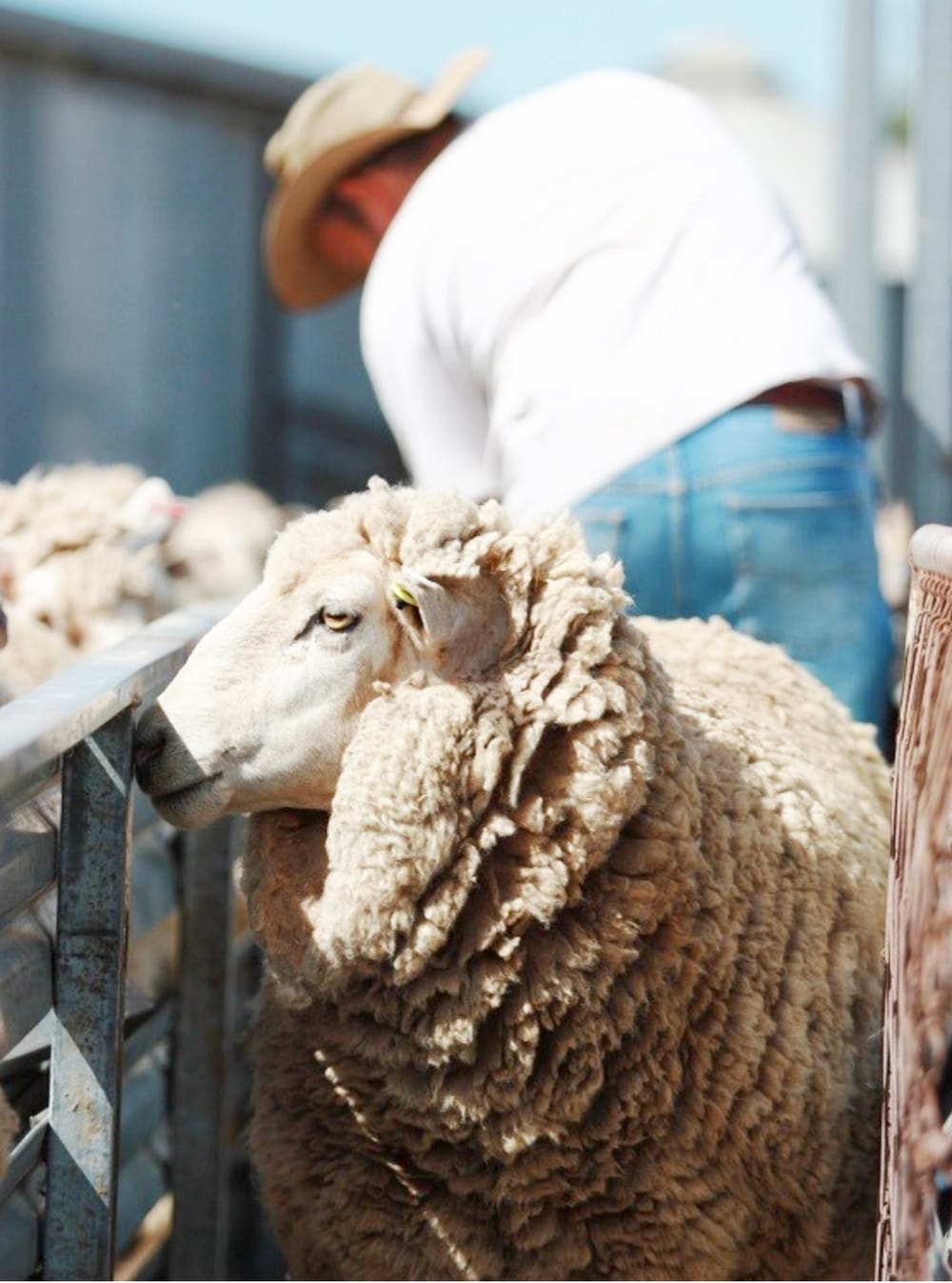 Itching to Control Worms post image