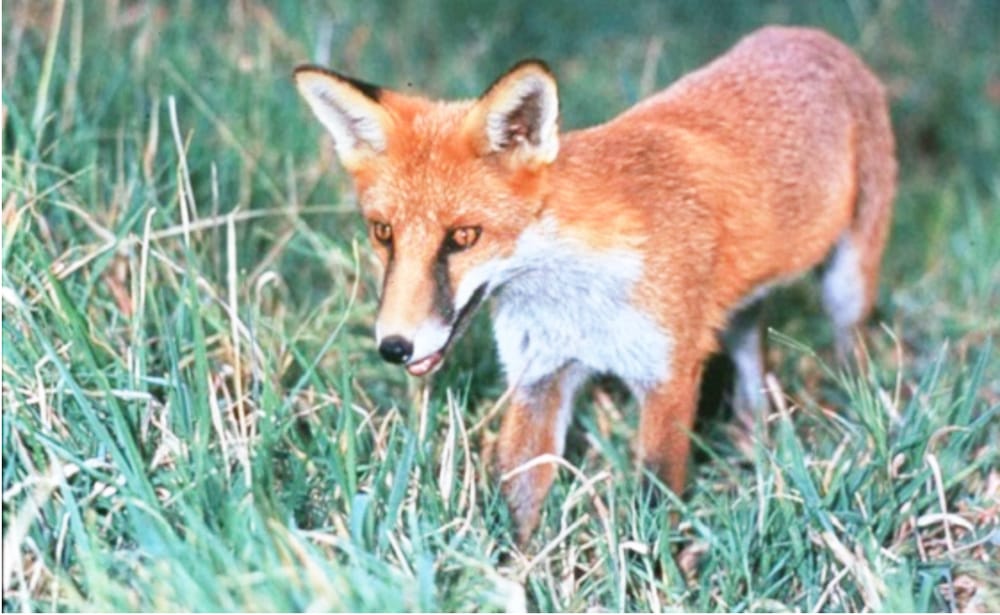 Fox and Wild Dog Bounty Back in Regional Victoria post image