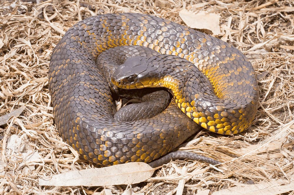 The Snake Season is Here . . . Be Prepared, Stay Safe post image